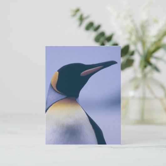 King Penguin Postkarte (Stehend Vorderseite)