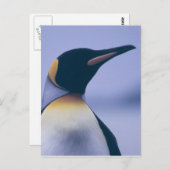 King Penguin Postkarte (Vorne/Hinten)