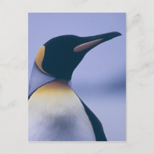 King Penguin Postkarte