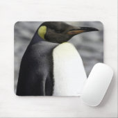 King Penguin, Salisbury Schlicht, Südgeorgien Mousepad (Mit Mouse)