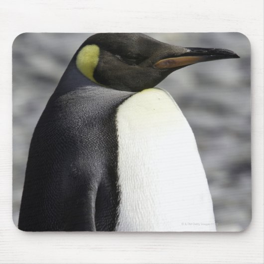 King Penguin, Salisbury Schlicht, Südgeorgien Mousepad (Vorne)