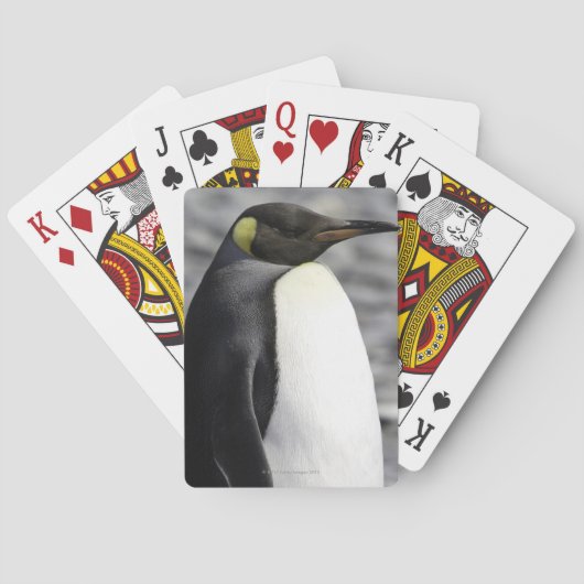 King Penguin, Salisbury Schlicht, Südgeorgien Spielkarten (Rückseite)