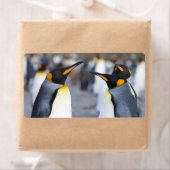 King Penguins (Insitu)