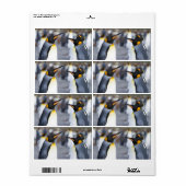 King Penguins (Vorne)