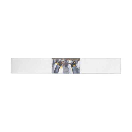 King Penguins (Person)