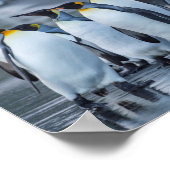 King Penguins - Antarktis Poster (Ecke)