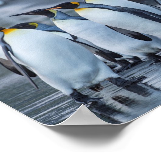 King Penguins - Antarktis Poster (Ecke)