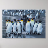 King Penguins - Antarktis Poster (Vorne)