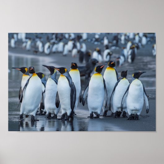 King Penguins - Antarktis Poster (Vorne)