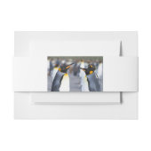 King Penguins Einladungsbanderole (Vorderseite Beispiel)