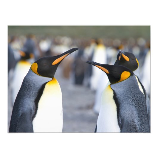 King Penguins Fotodruck (Vorne)