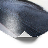 King Penguins Fotodruck (Ecke)