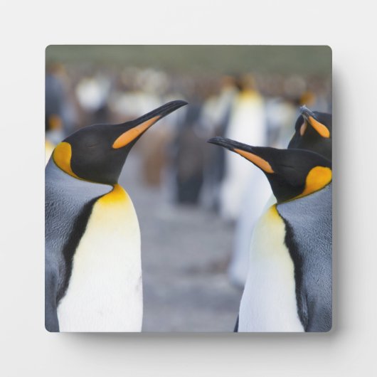 King Penguins Fotoplatte (Vorderseite)