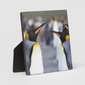 King Penguins Fotoplatte (Vorderseite)