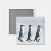 King Penguins gehen in Single-Datei Magnet (Vorderseite/Rückseite)