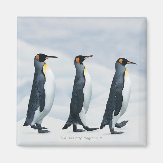 King Penguins gehen in Single-Datei Magnet (Vorne)