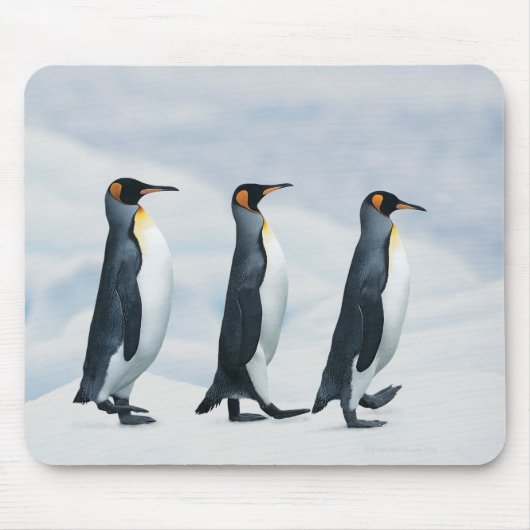 King Penguins gehen in Single-Datei Mousepad (Vorne)