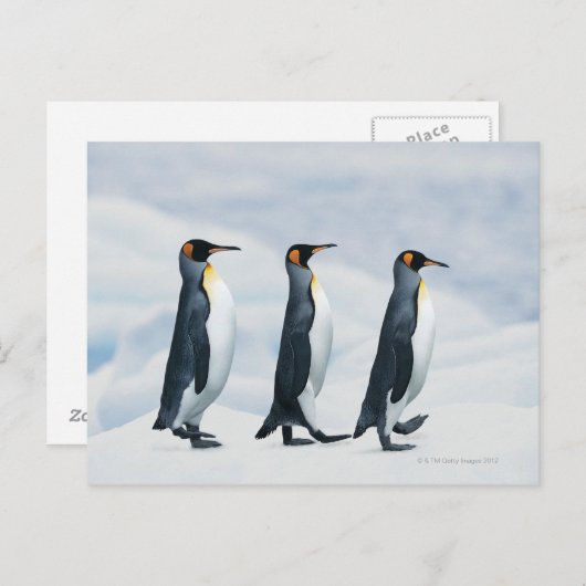 King Penguins gehen in Single-Datei Postkarte (Vorne/Hinten)