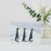 King Penguins gehen in Single-Datei Postkarte (Stehend Vorderseite)