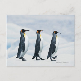 King Penguins gehen in Single-Datei Postkarte