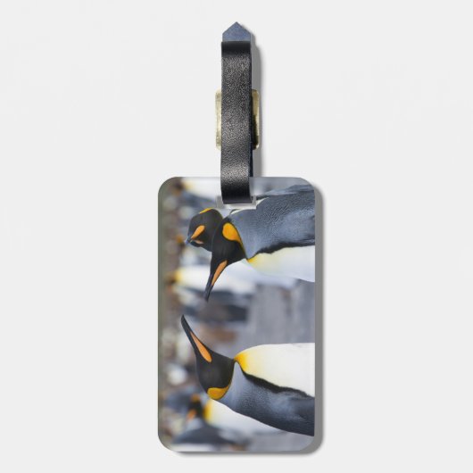 King Penguins Gepäckanhänger (Rückseite vertikal)