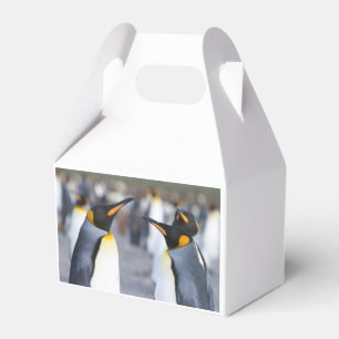King Penguins Geschenkschachtel