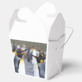 King Penguins Geschenkschachtel (Geöffnet)
