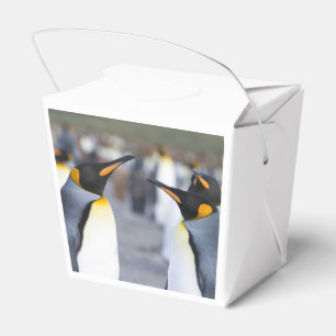 King Penguins Geschenkschachtel