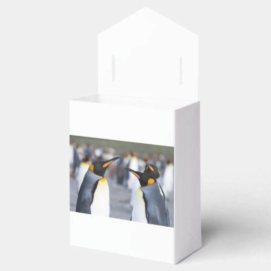 King Penguins Geschenkschachtel (Geöffnet)