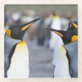 King Penguins Glasuntersetzer (Vorderseite)