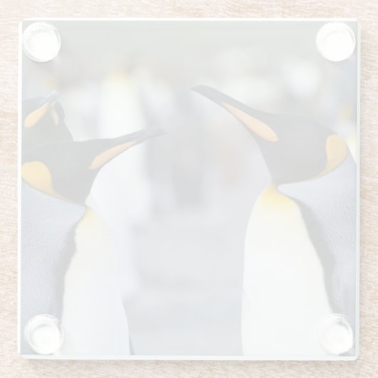 King Penguins Glasuntersetzer (Rückseite)