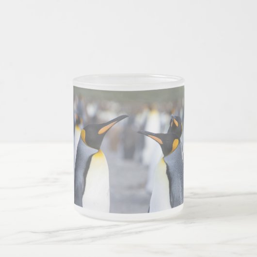 King Penguins Mattglastasse (Mittel)