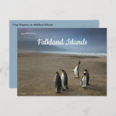 King Penguins on Falkland Islands Postkarte (Vorne/Hinten)