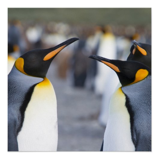 King Penguins Poster (Vorderseite)