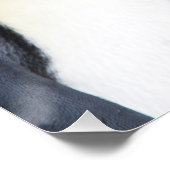 King Penguins Poster (Ecke)