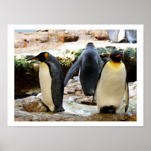 King Penguins Poster (Vorne)