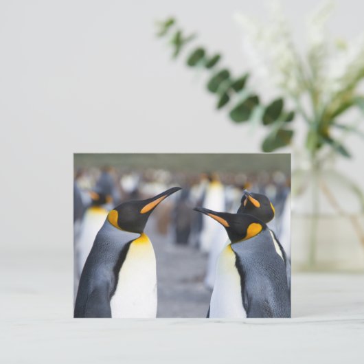 King Penguins Postkarte (Stehend Vorderseite)