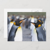 King Penguins Postkarte (Vorne/Hinten)