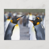 King Penguins Postkarte (Vorderseite)