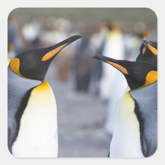 King Penguins Quadratischer Aufkleber (Vorderseite)