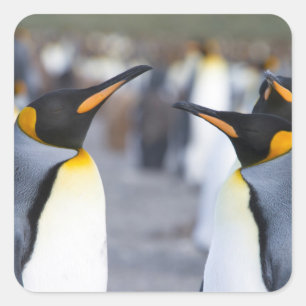 King Penguins Quadratischer Aufkleber