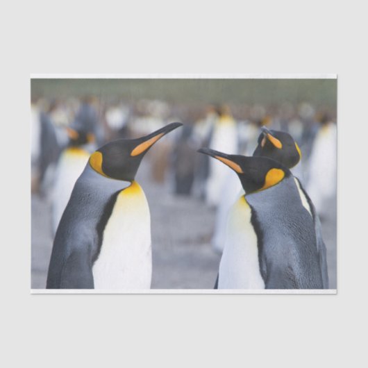 King Penguins Seidenpapier (Vorderseite)