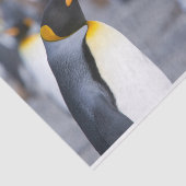 King Penguins Seidenpapier (Ausschnitt)