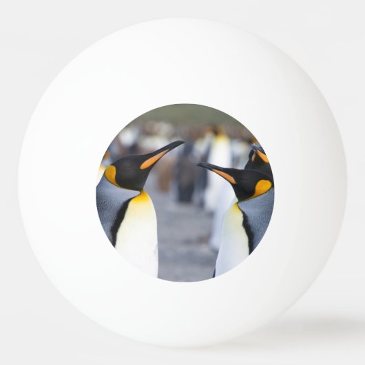 King Penguins Tischtennisball (Rückseite)