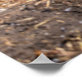 King Pinguin Pair gegen Wintry Background Poster (Ecke)