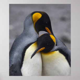 King Pinguine in Liebe Print Poster