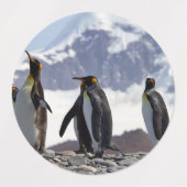 King Pinguine in Südgeorgien Etiketten (Design 1)