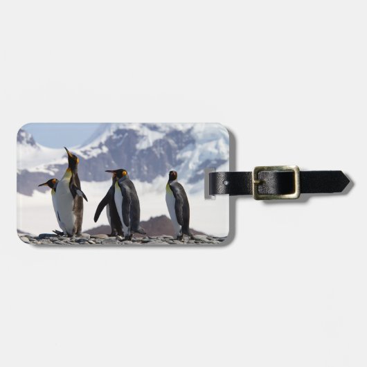 King Pinguine in Südgeorgien Gepäckanhänger (Vorderseite horizontal)