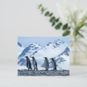 King Pinguine in Südgeorgien Postkarte (Stehend Vorderseite)