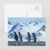King Pinguine in Südgeorgien Postkarte (Vorne/Hinten)